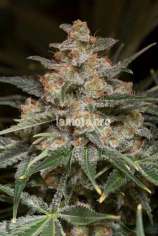 LaMota Seeds Cookies Autoflowering