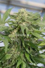 LaMota Seeds Crypto Autoflowering