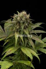 LaMota Seeds L.A. DOG Autoflowering