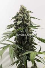 LaMota Seeds Original Herer Autoflowering