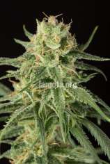 LaMota Seeds Pure Amnesia Autoflowering