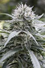 LaMota Seeds Pure Amnesia