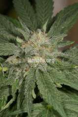 LaMota Seeds SFV Kush Autoflowering