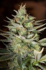 LaMota Seeds SFV Kush