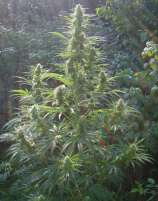 Landrace Seeds Durban Poison