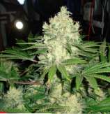 Linda Seeds Afghan Skunk