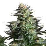 Linda Seeds Amnesia