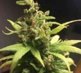 Linda Seeds CBD Jack Herer