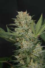 Lineage Genetics Black Alpha