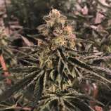 Lost River Seeds Venkman OG