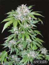 Lowlife Seeds Automatic AK47