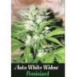 Lowlife Seeds Automatic White Widow
