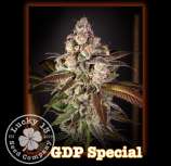 Lucky 13 Seed Company GDP Special
