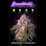 Lucky 13 Seed Company Granddaddy Purple
