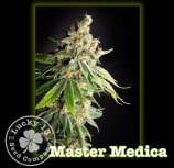 Lucky 13 Seed Company Master Medica