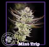 Lucky 13 Seed Company Mint Trip