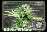Lucky 13 Seed Company Silver Widow
