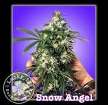 Lucky 13 Seed Company Snow Angel