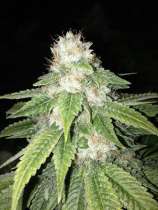 MTG Seeds Prezidential Kush