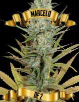 Maconha Seeds Bank Marcelo de 2