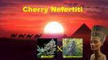 MadCat's Backyard Stash Cherry Nefertiti