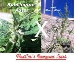 MadCat's Backyard Stash Medi Bubblegum