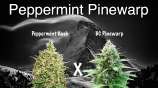 MadCat's Backyard Stash Peppermint Pinewarp