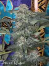 Mandala Seeds Speed Queen