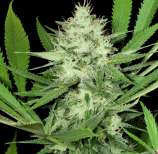 MassMedicalStrains Heavenly Sativa