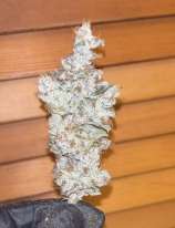 MassMedicalStrains Hindu Pupil