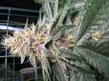 MassMedicalStrains Indigo Child Bx1