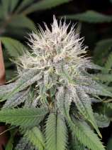 MassMedicalStrains Peaceful Child