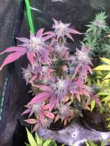 Max Select Seeds Pink Peaches
