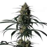 Medical Marijuana Genetics Green Doctor