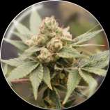 Medical Seeds Co. Medical Grape CBD