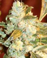 Medicann Seeds Kush Fromage