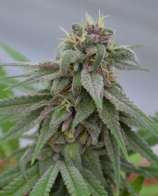 Medicann Seeds Pure Kush