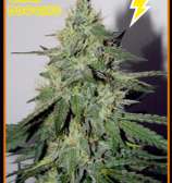 Mephisto Genetics Chemdogging