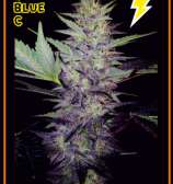 Mephisto Genetics Deep Blue C