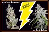 Mephisto Genetics The White Train