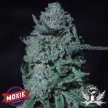 Moxie 710 Snake Venom