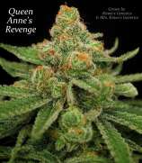 MzJill Genetics Queen Anne's Revenge