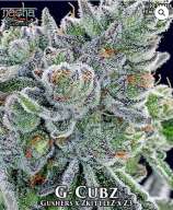 Nasha Genetics G-Cubz