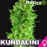 Nativa Seeds Kundalini