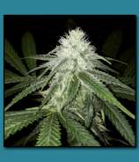 Natural Genetics Seeds Jahkirevi Kush