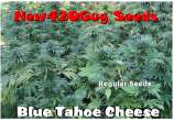 Blue Tahoe Cheese