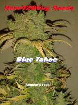New420Guy Seeds Blue Tahoe
