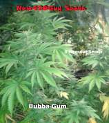 New420Guy Seeds Bubba-Gum Kush
