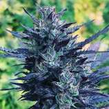 New420Guy Seeds Purple Citrus Mistress