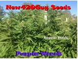 New420Guy Seeds Purple Wreck